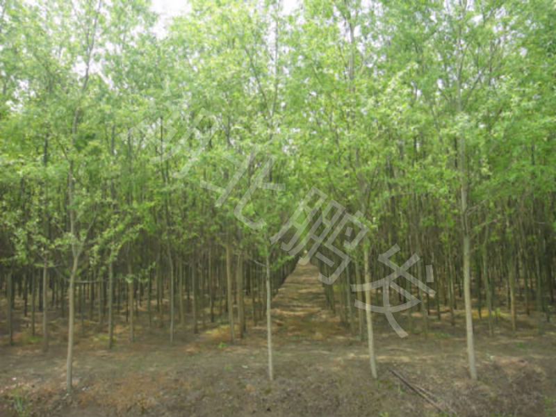 綠樹成蔭的竹柳